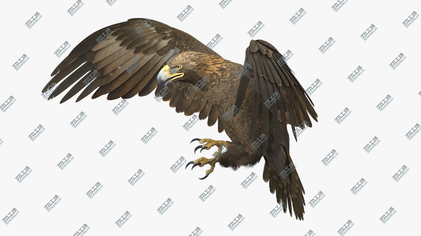 images/goods_img/20210113/Golden Eagle Animated 3D model/2.jpg